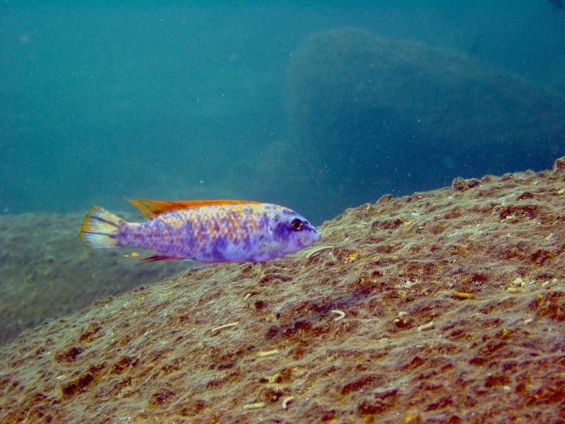 Labeotropheus trewavasae 'Thumbi West Island'